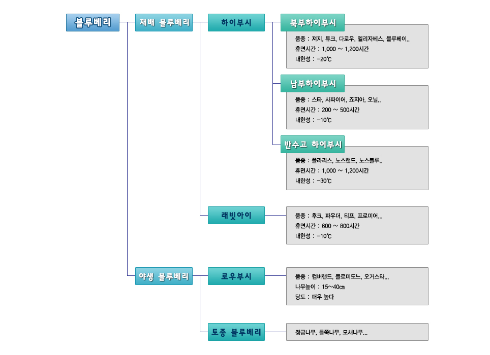 블루베리구분표